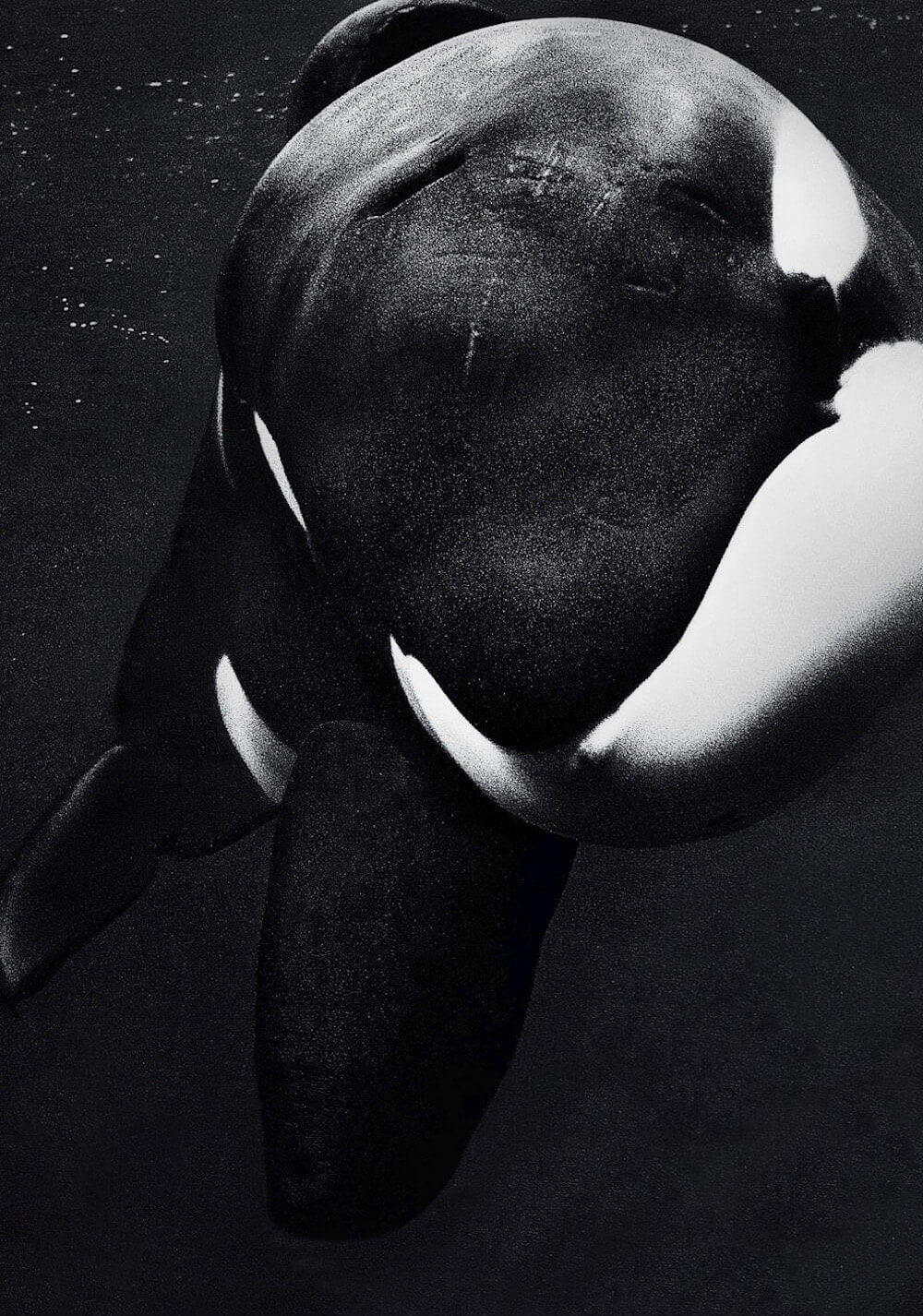 ماهی سیاه (Blackfish)