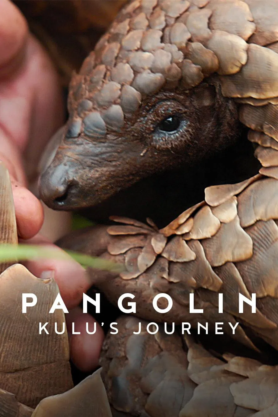 سفر پنگولینی به اسم کولو (Pangolin: Kulu’s Journey)